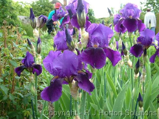 Iris Bearded Purple 2 